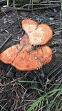 Earliella scabrosa image