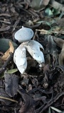 Geastrum pectinatum image