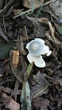 Geastrum pectinatum image