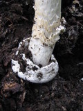 Amanita sect. Vaginatae image