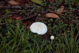Chlorophyllum hortense image