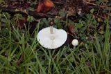 Chlorophyllum hortense image