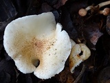 Ripartitella brasiliensis image