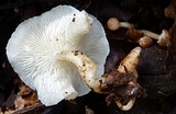 Ripartitella brasiliensis image
