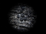 Thaxteriella pezizula image
