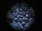 Thaxteriella pezizula image