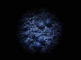 Thaxteriella pezizula image