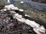 Postia tephroleuca image