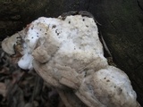 Postia tephroleuca image