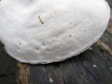 Postia tephroleuca image