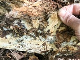 Wrightoporia avellanea image