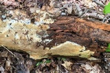 Wrightoporia avellanea image