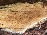 Wrightoporia avellanea image
