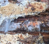 Wrightoporia avellanea image