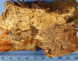 Wrightoporia avellanea image