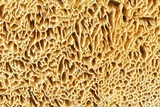 Wrightoporia avellanea image
