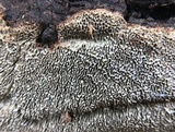 Fuscocerrena portoricensis image
