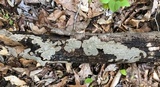 Fuscocerrena portoricensis image