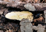 Fuscocerrena portoricensis image