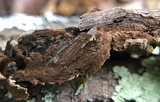 Fuscocerrena portoricensis image