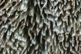 Fuscocerrena portoricensis image