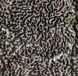 Fuscocerrena portoricensis image