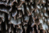 Fuscocerrena portoricensis image