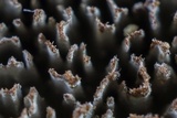 Fuscocerrena portoricensis image