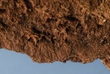 Fuscocerrena portoricensis image