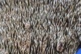 Fuscocerrena portoricensis image