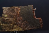 Angelina rufescens image