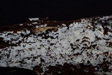 Sistotrema brinkmannii image