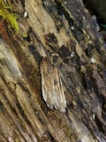 Erysiphe liriodendri image