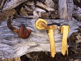 Gymnopilus dilepis image
