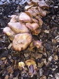 Gymnopilus dilepis image