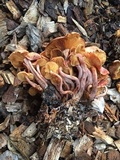 Gymnopilus dilepis image