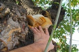 Laetiporus portentosus image