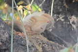 Laetiporus portentosus image