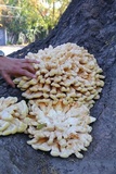 Laetiporus squalidus image