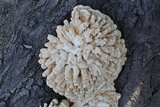 Laetiporus squalidus image