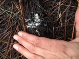Isaria tenuipes image