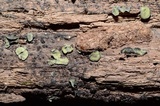Chlorosplenium chlora image