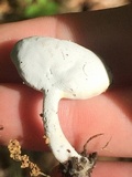 Helvella cupuliformis image