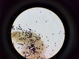 Lacrymaria hypertropicalis image