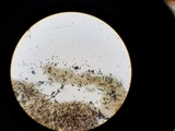 Lacrymaria hypertropicalis image
