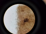Psathyrella piluliformis image
