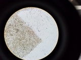 Psathyrella piluliformis image