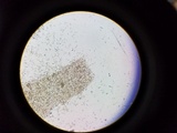 Psathyrella piluliformis image