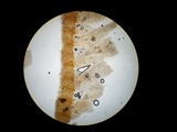Psathyrella piluliformis image