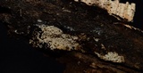 Hyphodontia arguta image